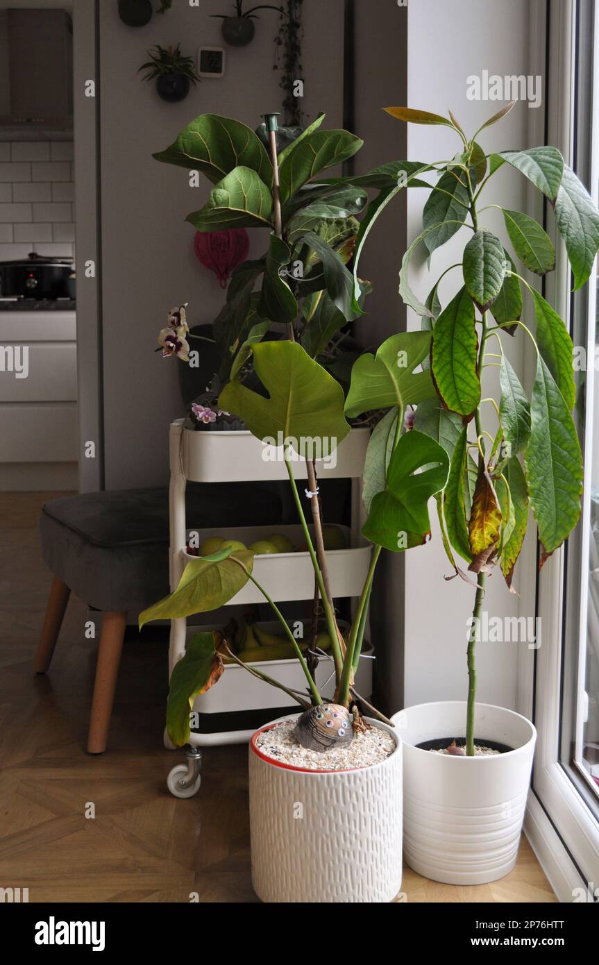 A collection of houseplants displayed in situ within the home