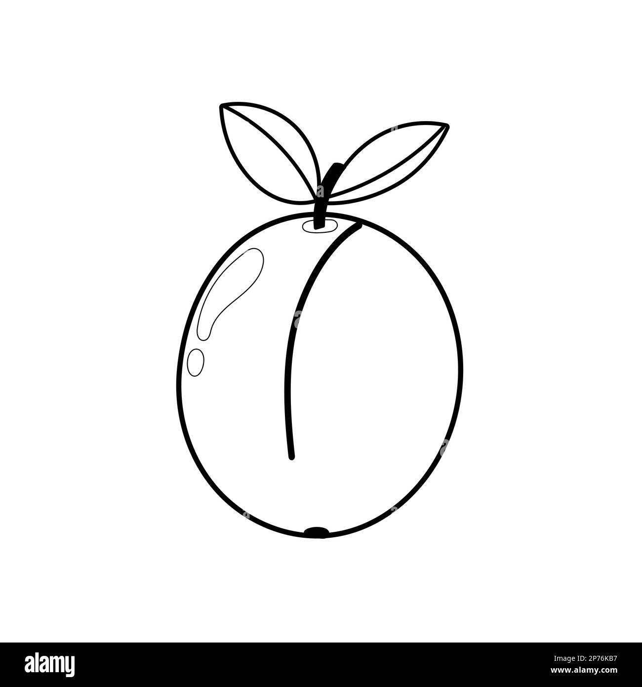 Apricot coloring page for adults and kids. Black and white print with fruit Stock Vector