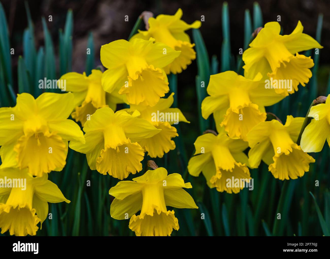 Daffodils growing in a Devon Country Garden. Stock Photo
