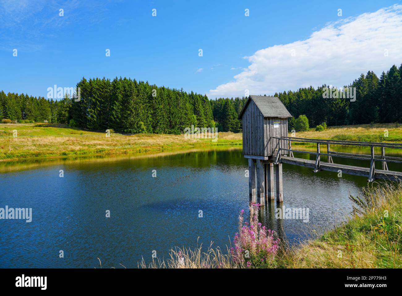 Wasserlaufer teich hires stock photography and images Alamy