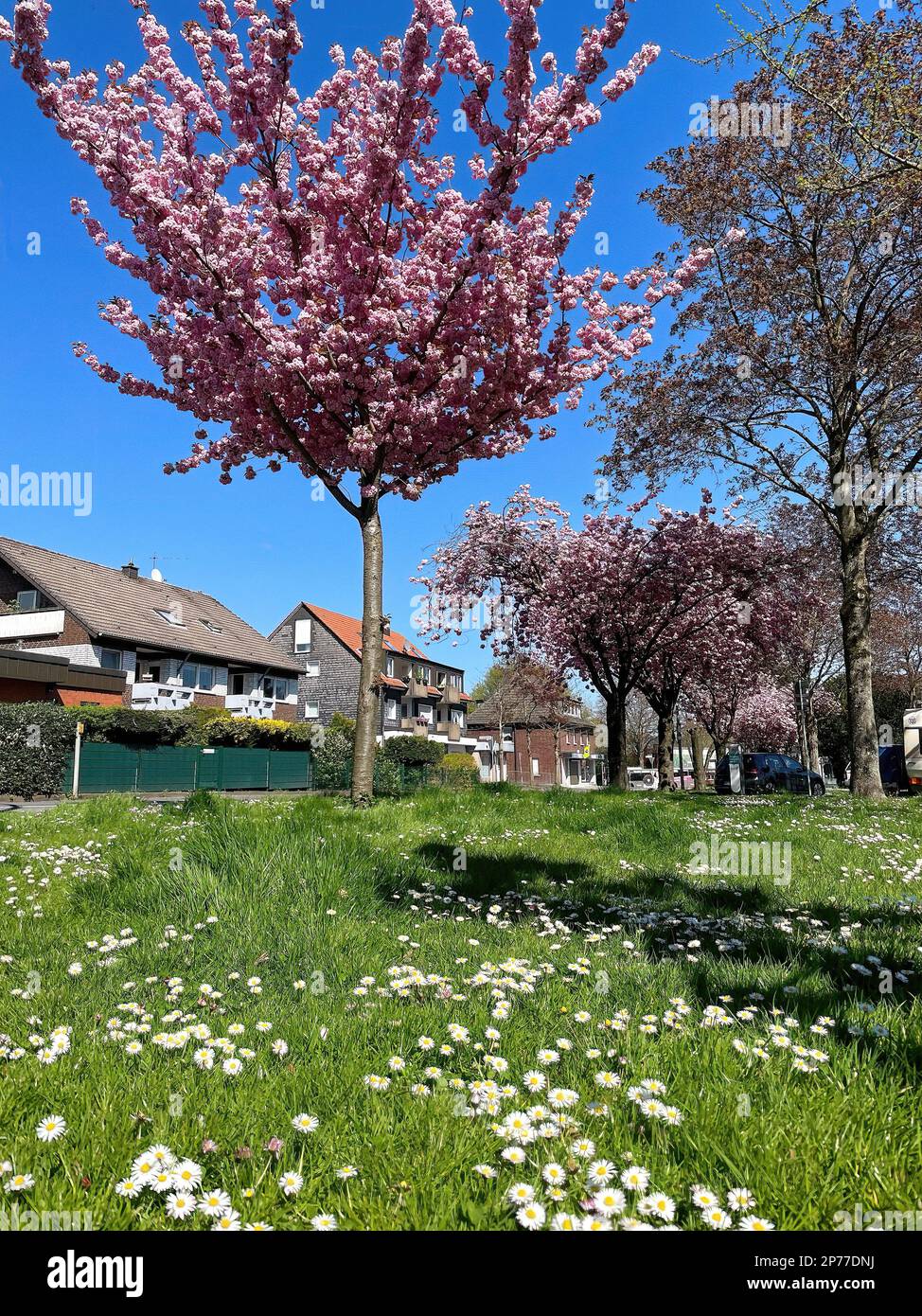 Japanische Blütenkirsche (Prunus serrulata) Frühlingsbote blühen stehen in der Blüte im Frühling auf Wiese mit Gänseblümchen (Bellis perennis), Kirchh Stock Photo