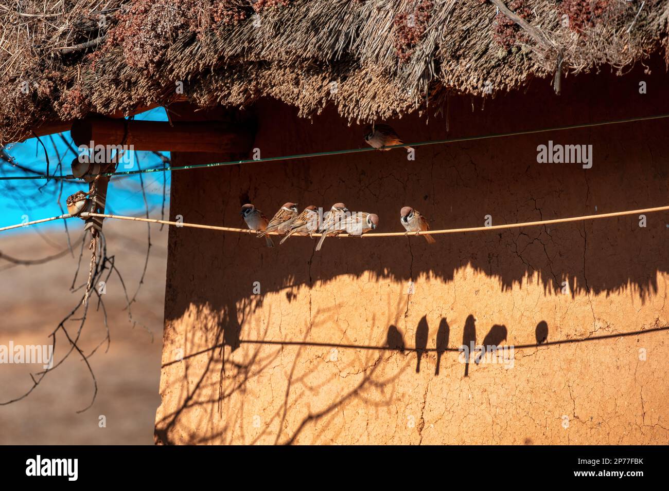 Yunnan province china trees hi-res stock photography and images - Alamy