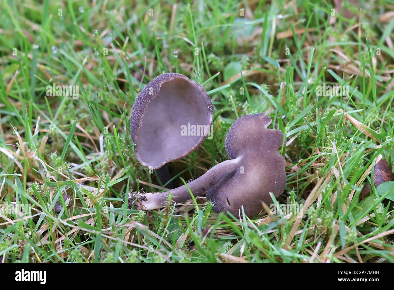 Helvella chinensis, also known as Helvella fibrosa, a saddle fungus