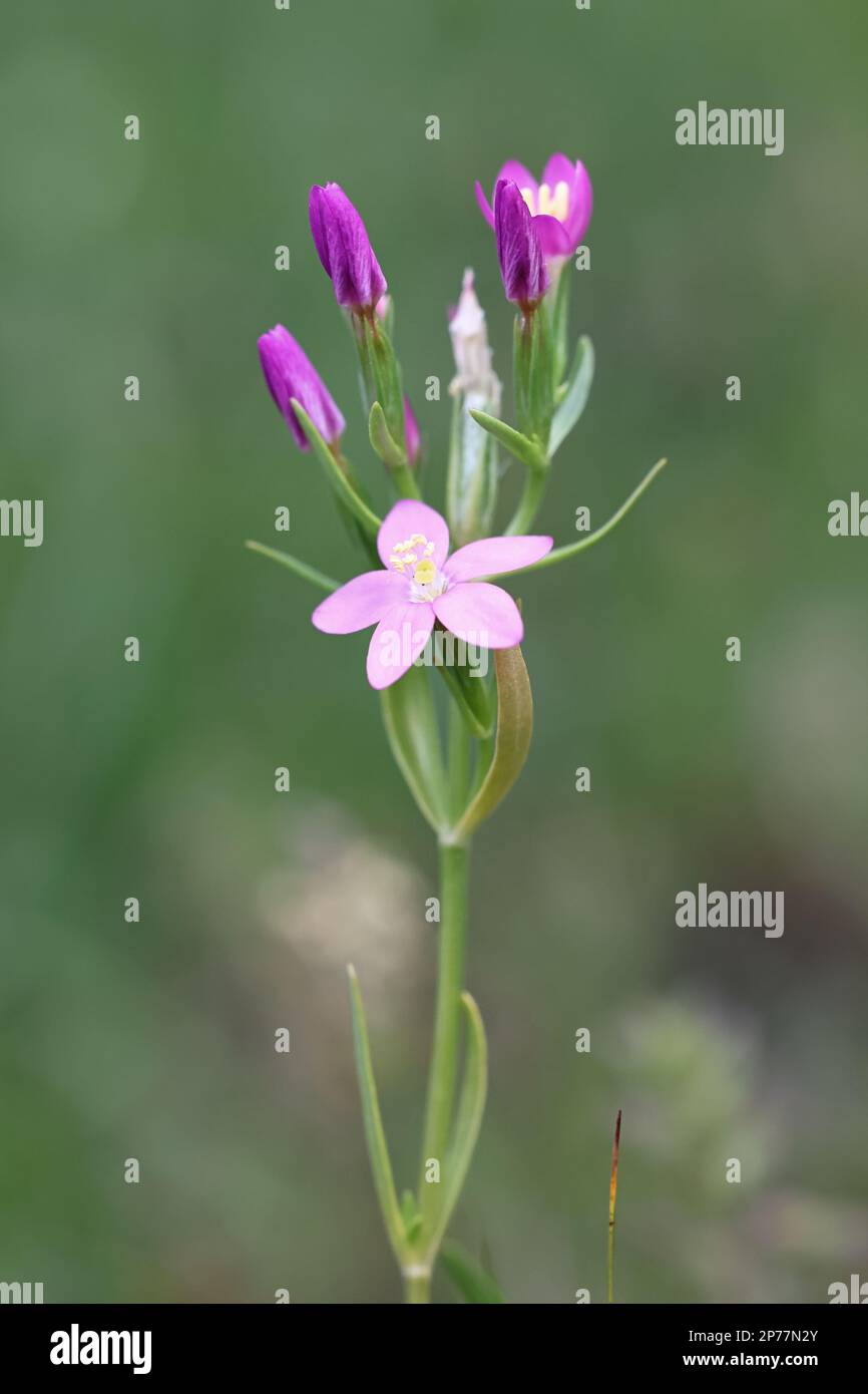 Centaurium littorale, commonly known as Seaside Centaury, wild flowering plant from Finland Stock Photo