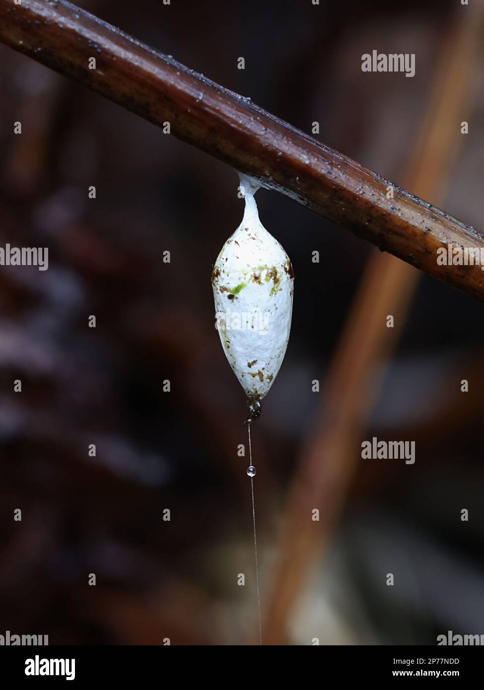 White spider egg sac or cocoon of Agroeca proxima,  a species of spider in the Liocranidae family Stock Photo