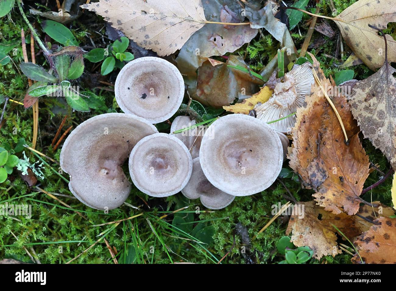 Lactarius mammosus, known as pap milkcap, wild mushroom from Finland Stock Photo
