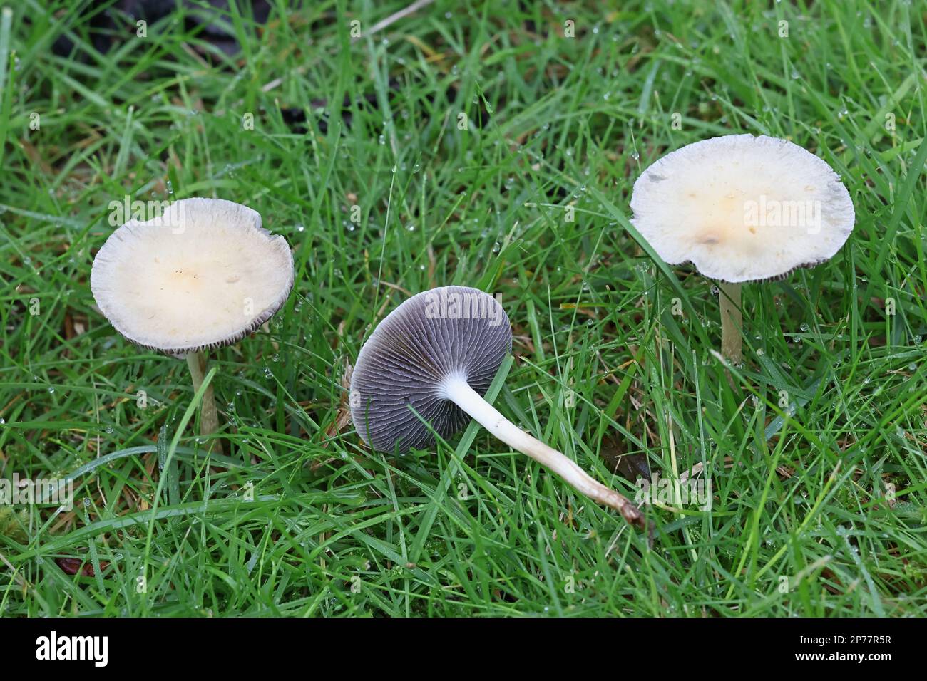 Leratiomyces percevalii, also called Stropharia percevalii, commonly