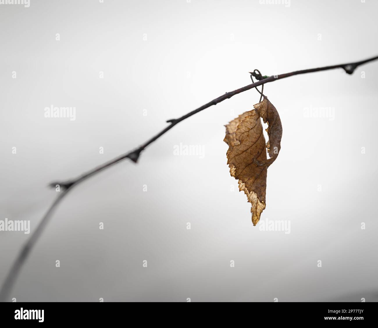 Single orange, brown leaf hanging from a branch. Shallow depth of field. Minimalistic photo. Stock Photo