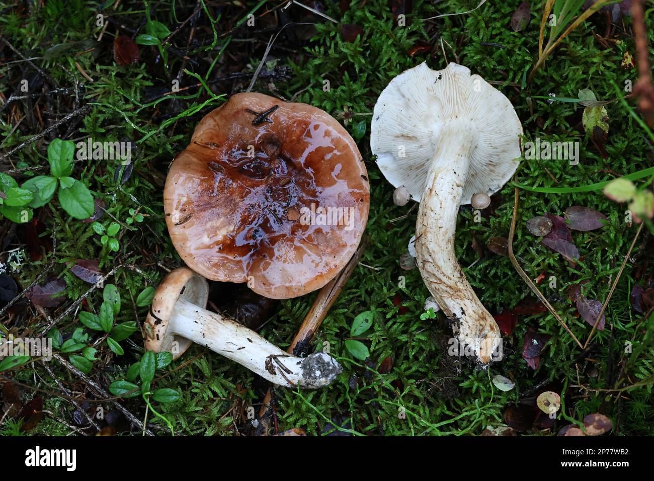 Tricholoma pessundatum, knight mushroom from Finland, no common English name Stock Photo