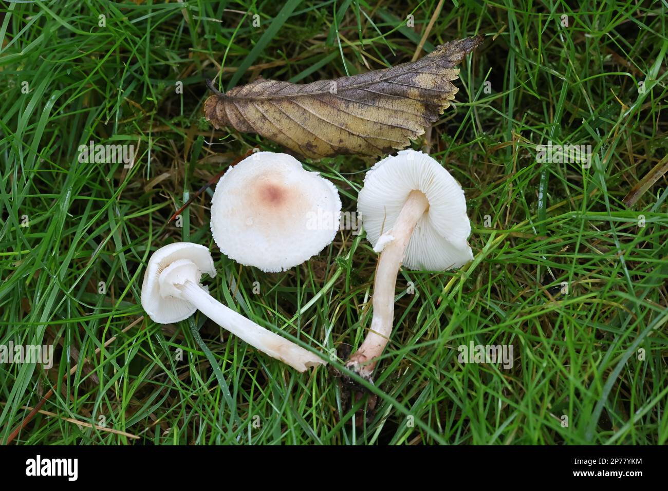 Lepiota cristata, commonly known as the stinking dapperling or the stinking parasol, wild mushroom from Finland Stock Photo