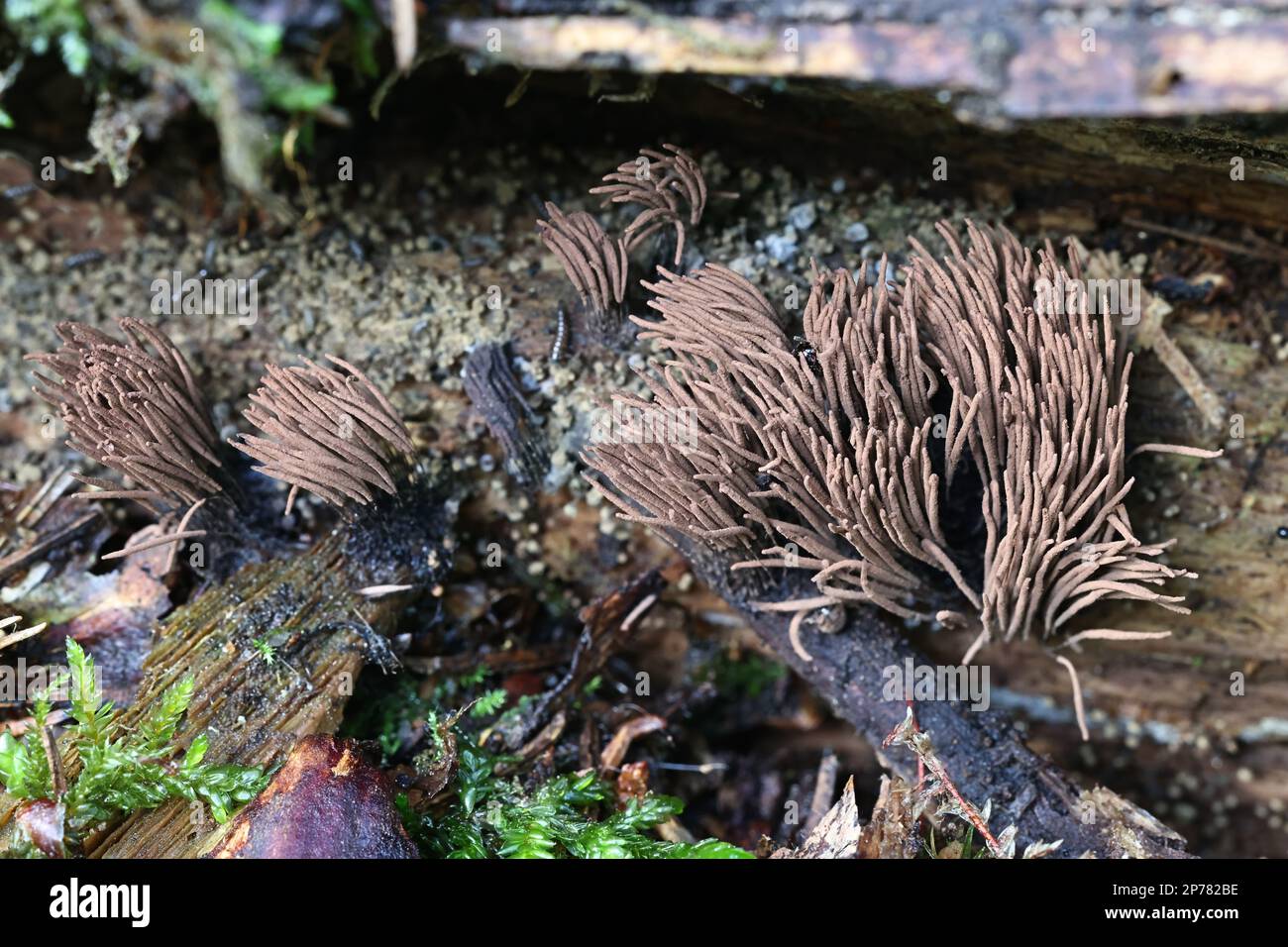 Stemonitis axifera, known as the chocolate tube slime mold, myxomycete from Finland Stock Photo