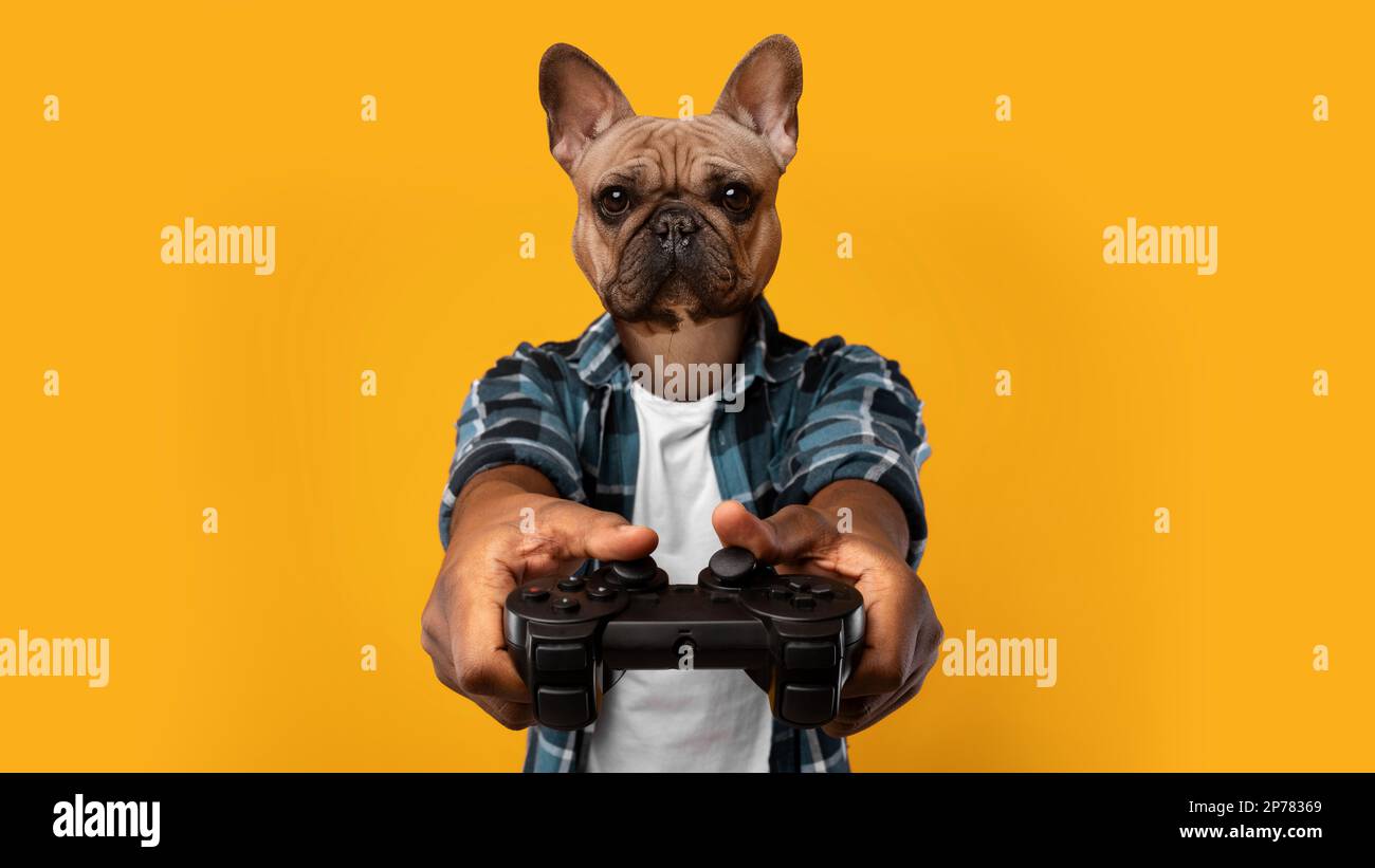 French bulldog adult male standing hi-res stock photography and images -  Alamy