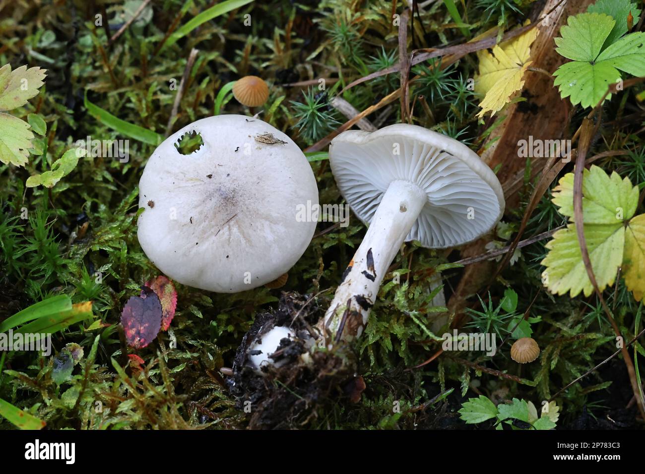 Hygrophorus agathosmus, commonly known as the gray almond waxy cap or the almond woodwax Stock Photo