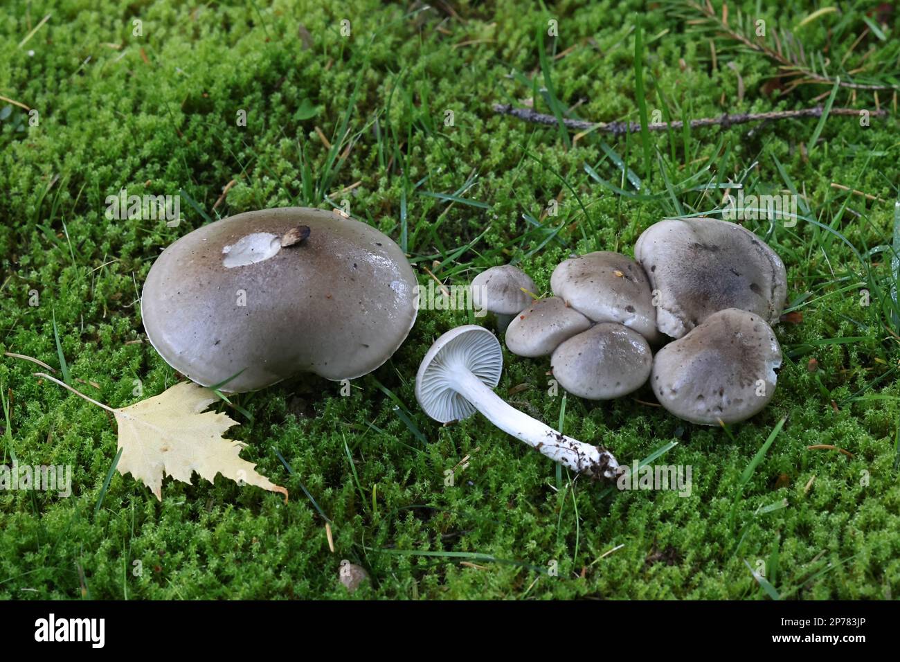 Hygrophorus agathosmoides, commonly known as the gray almond waxy cap or the almond woodwax, wild mushroom from Finland, Stock Photo