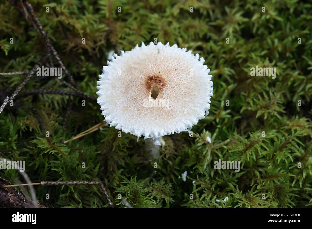 Lepiota clypeolaria, known as shield dapperling or shaggy-stalked Lepiota, wild  mushroom from Finland Stock Photo