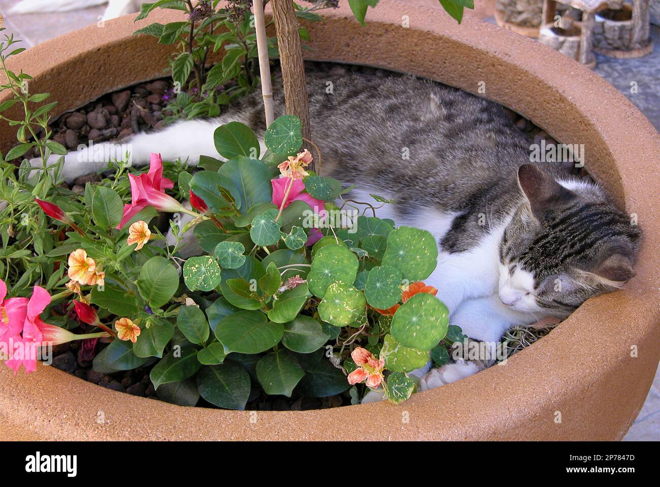 Cat sleeping in flower bed hi-res stock photography and images - Alamy
