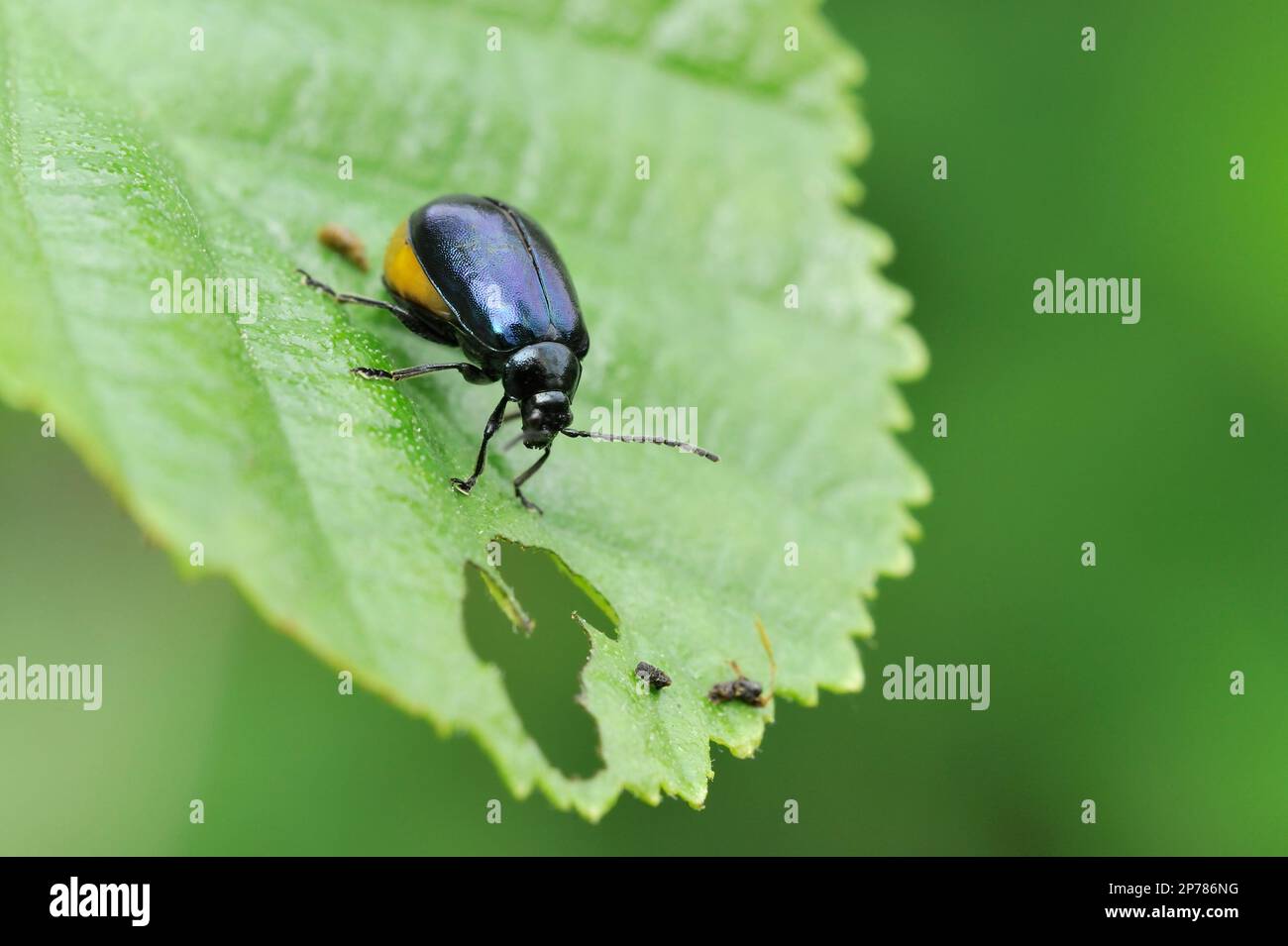 Alder leaf beetle (Agelastica alni) on alder leaf, Three Hagges Wood Meadow, North Yorkshire, England, June 2021 Stock Photo