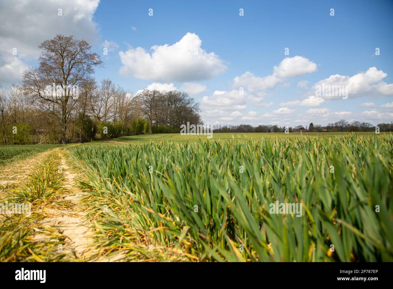 Green field boundary in Kent England UK Stock Photo - Alamy