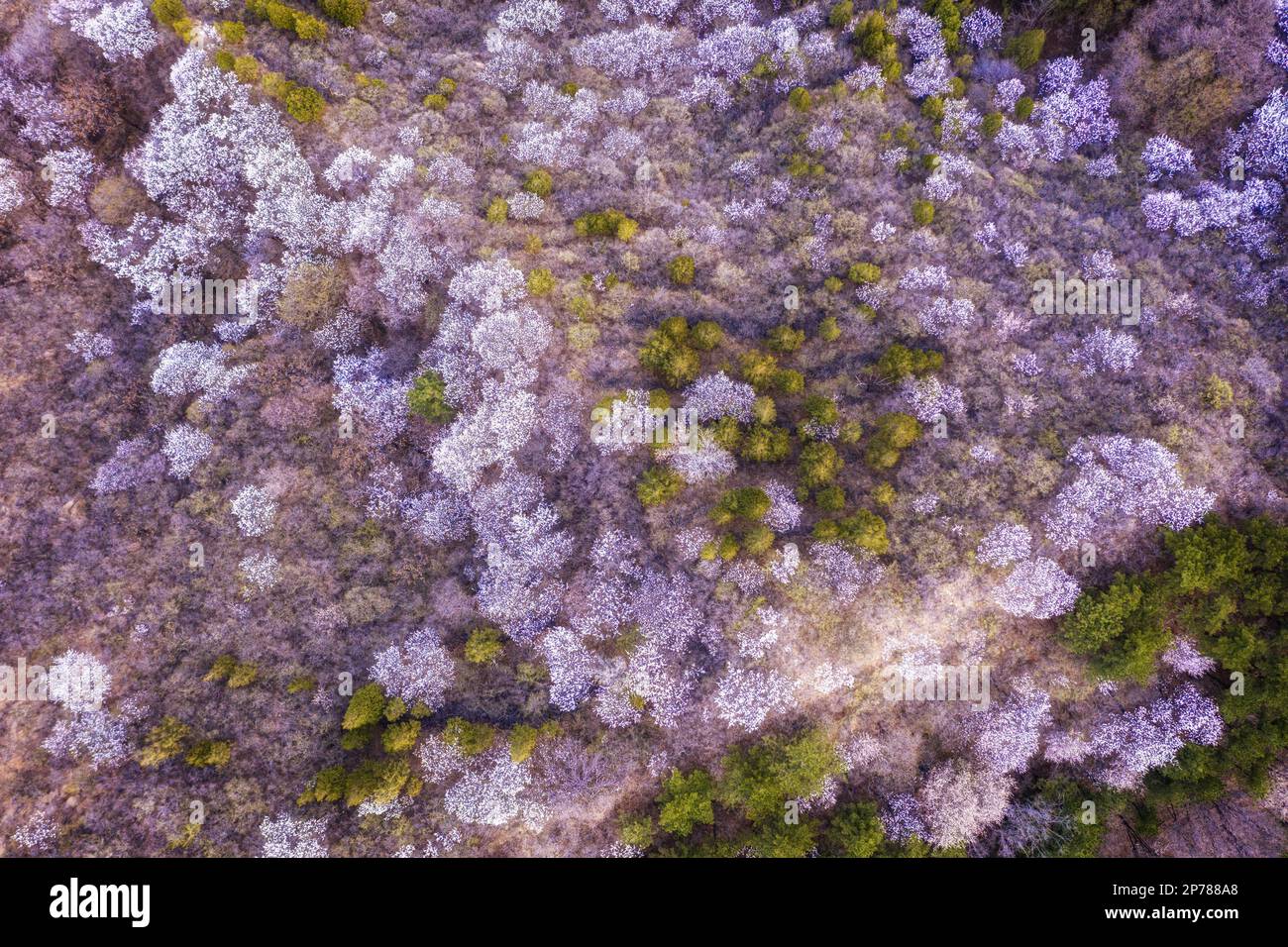 Great Wall Flower Sea Stock Photo Alamy
