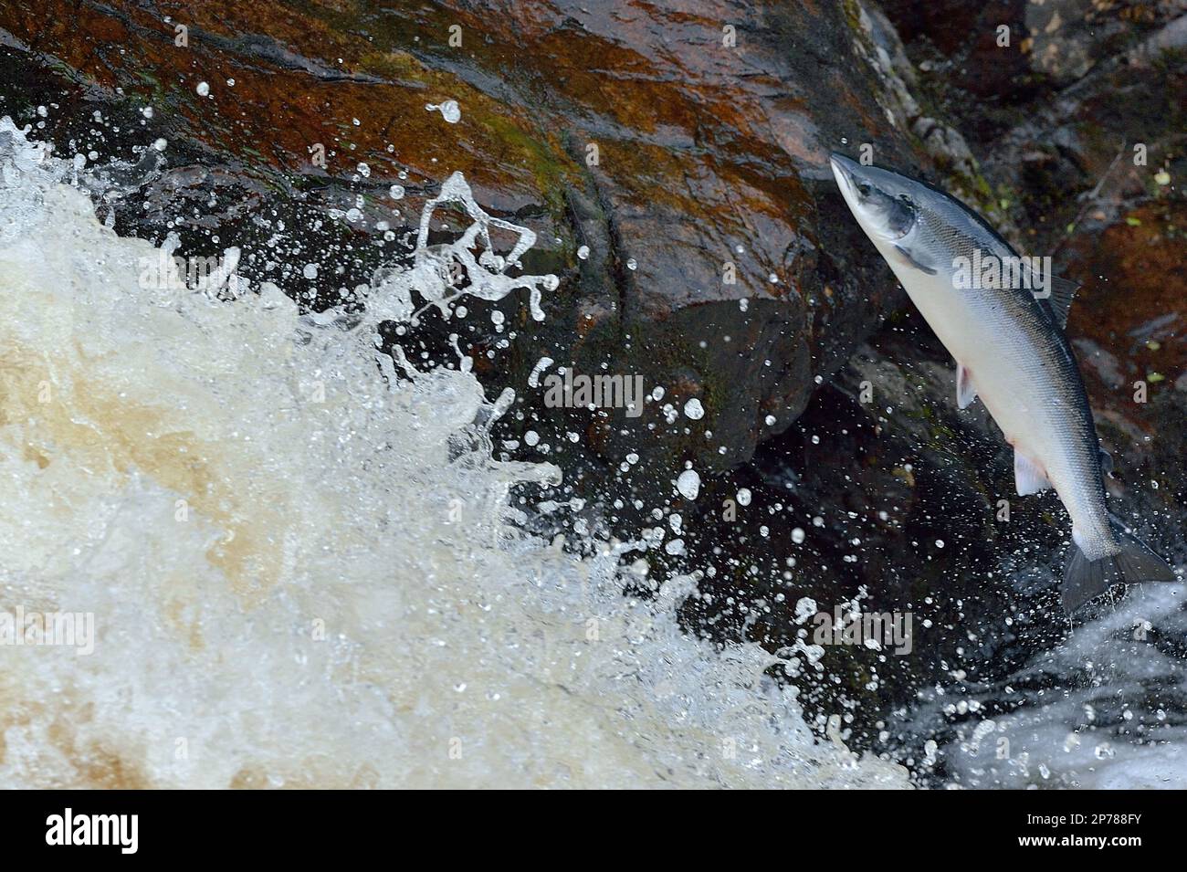 Atlantic Salmon (Salmo salar) leaping up waterfall whilst migrating to spawing ground, River Shin, Sutherland, Scotland, July 2016 Stock Photo