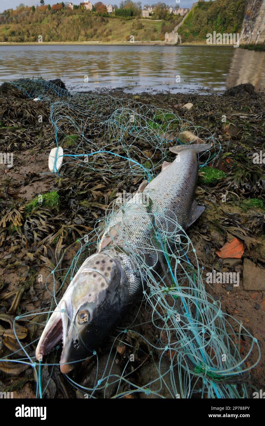 Atlantic Salmon (Salmo salar) mature fish caught by a poachers monofilament gill net on the River Tweed close to Berwick-upon-Tweed, Scottish Borders, Stock Photo