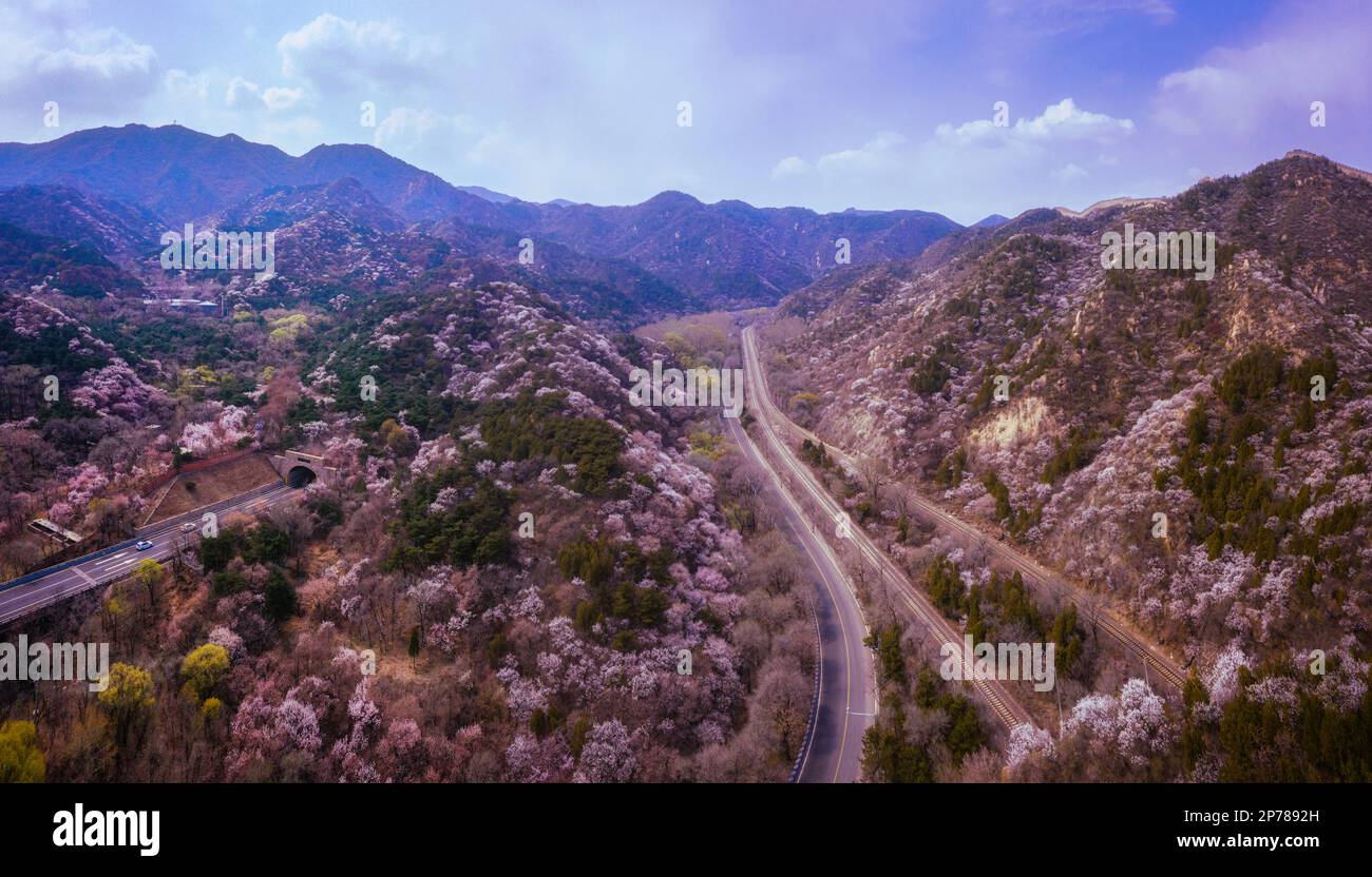 Great Wall Flower Sea Stock Photo Alamy