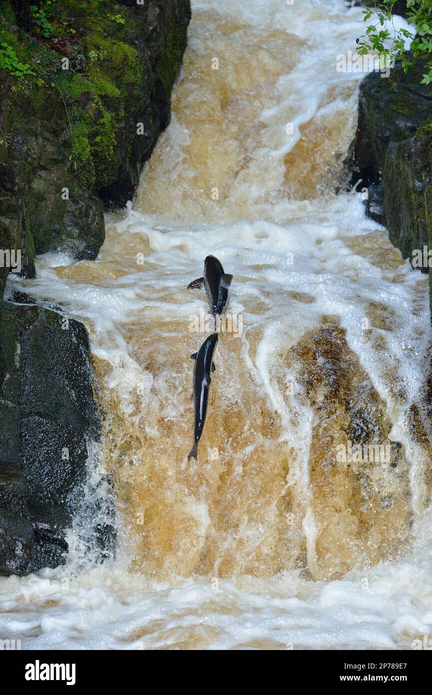 Atlantic Salmon (Salmo salar) leaping fish ladder to make their way