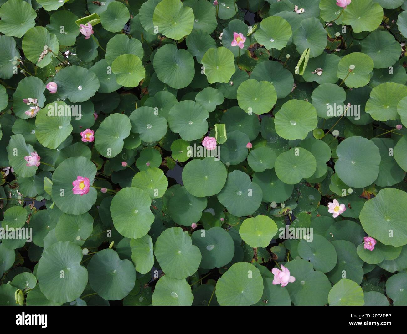 Aerial lotus pond Stock Photo Alamy