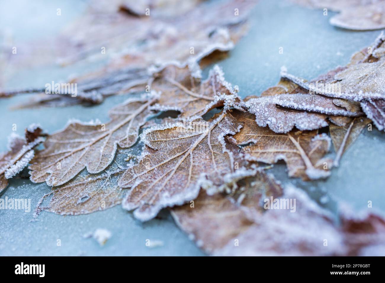Nature winter background frozen oak leaves in ice Stock Photo