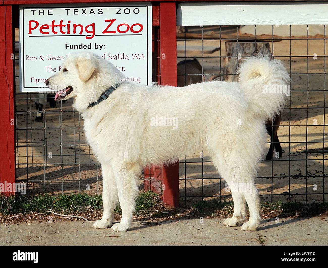 Texas Varmints **ADVANCED FOR USE SUNDAY, MARCH 13 AND THEREAFTER** Two Great Pyrenees ...