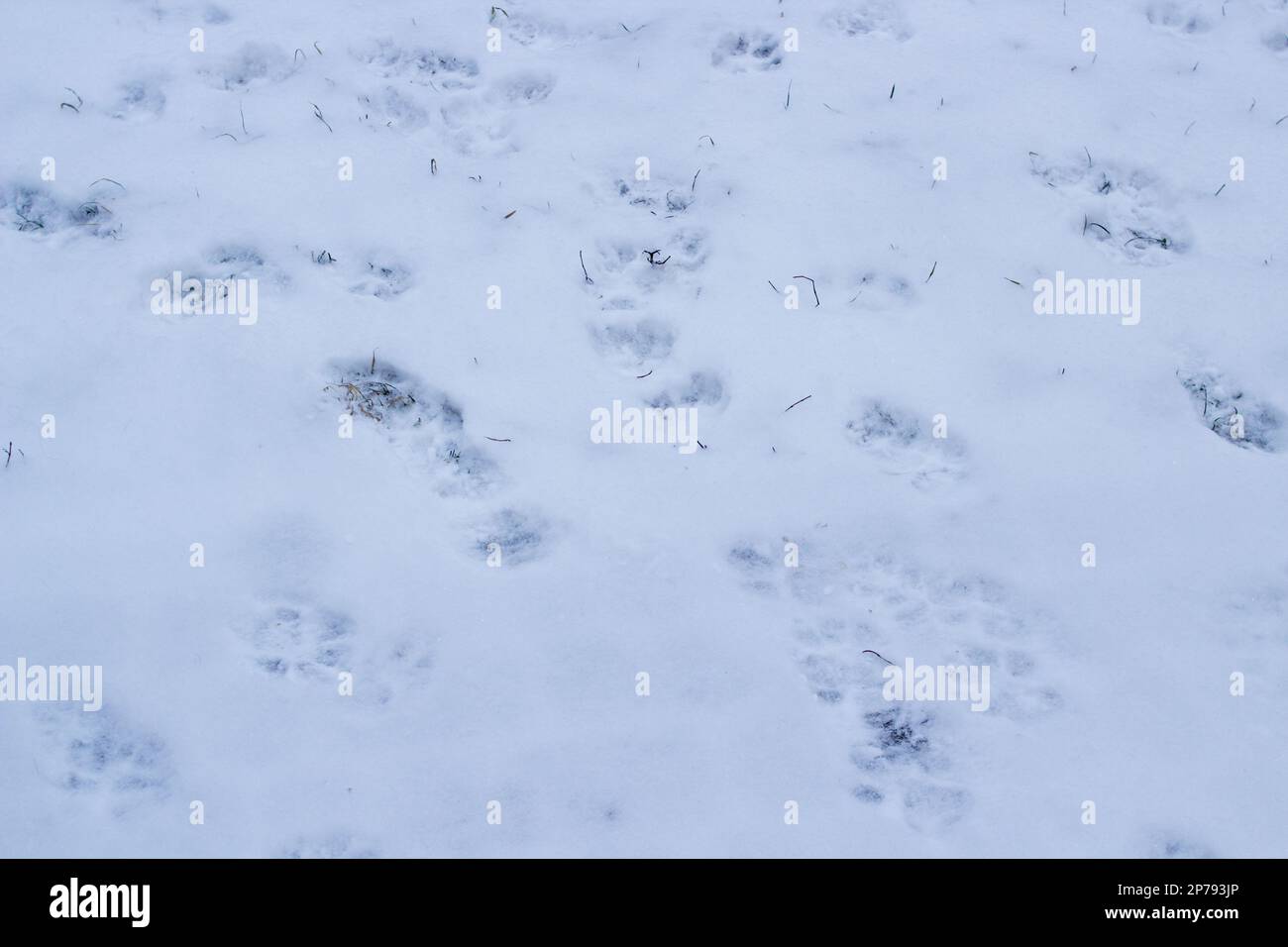 Winter traces of snow dogs and humans Stock Photo - Alamy