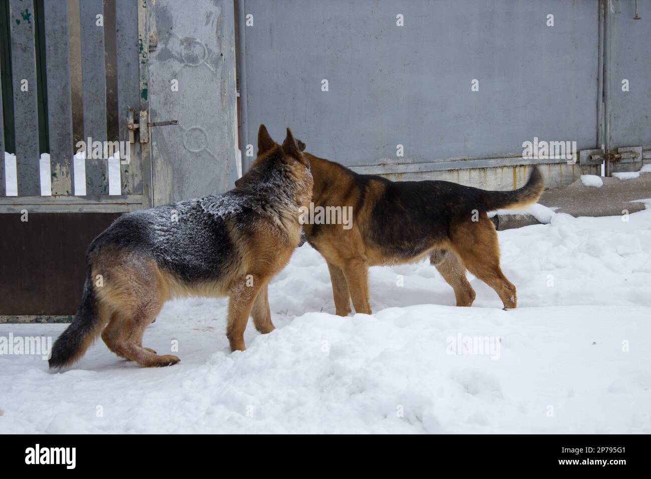 two German shepherd dogs sniff in winter Stock Photo Alamy