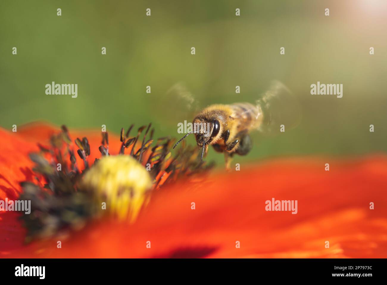 One honey bee flies hi-res stock photography and images - Alamy