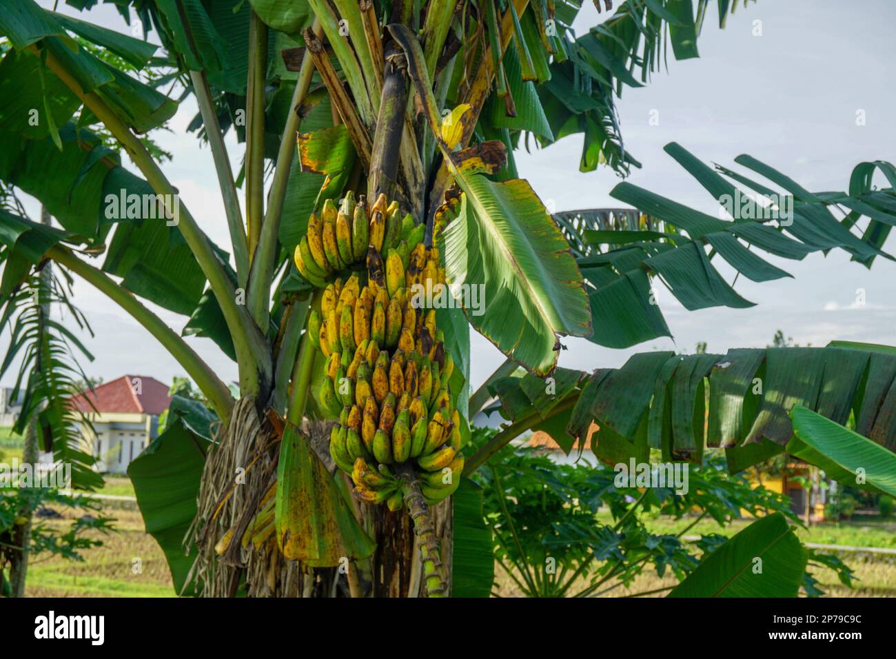 Bananas that are not yet fully ripe are still hanging from the tree ...