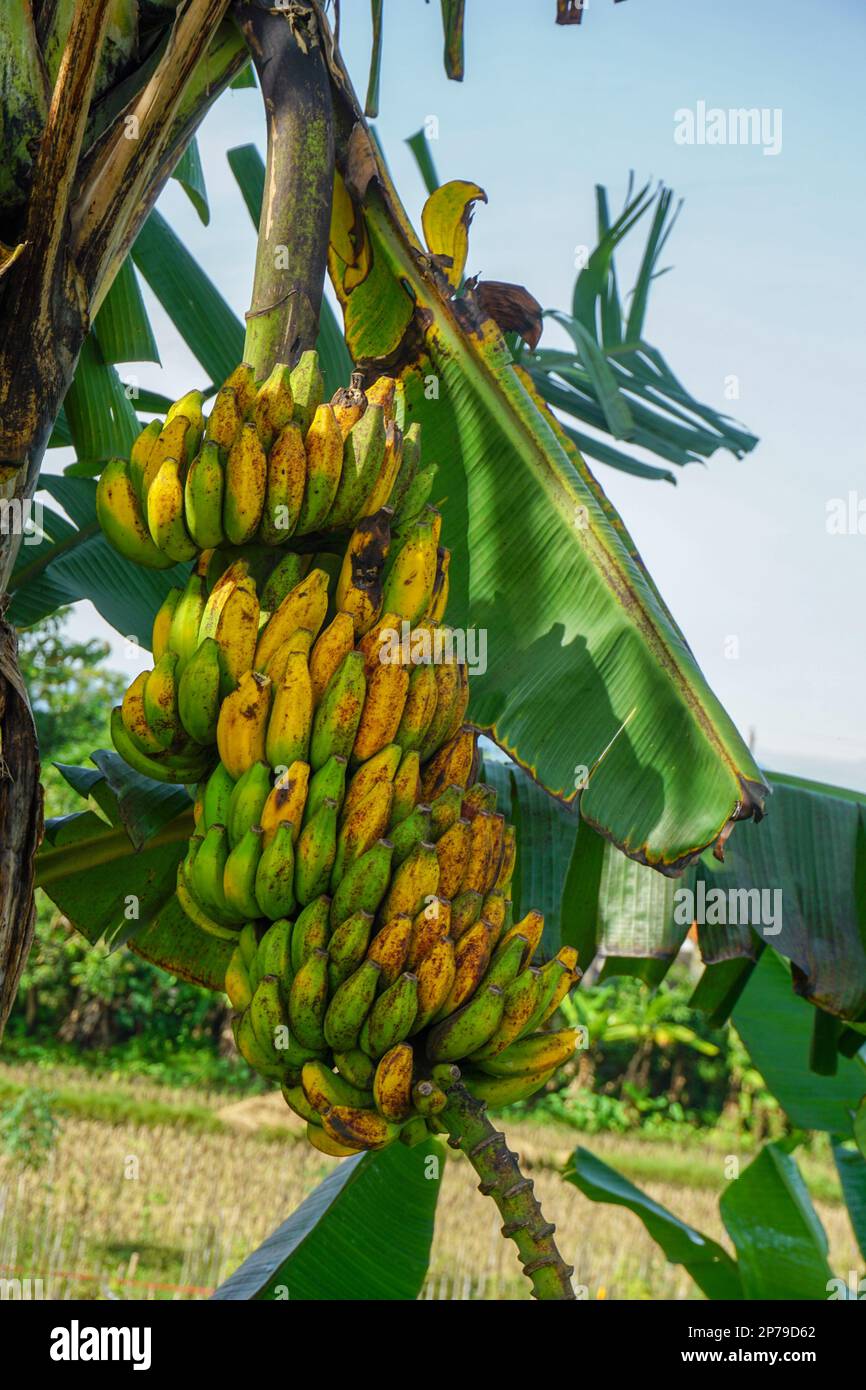 Bananas that are not yet fully ripe are still hanging from the tree ...