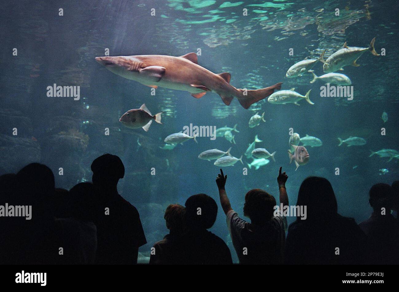 Children crowd around the Norfolk Canyon aquarium at the Virginia Beach