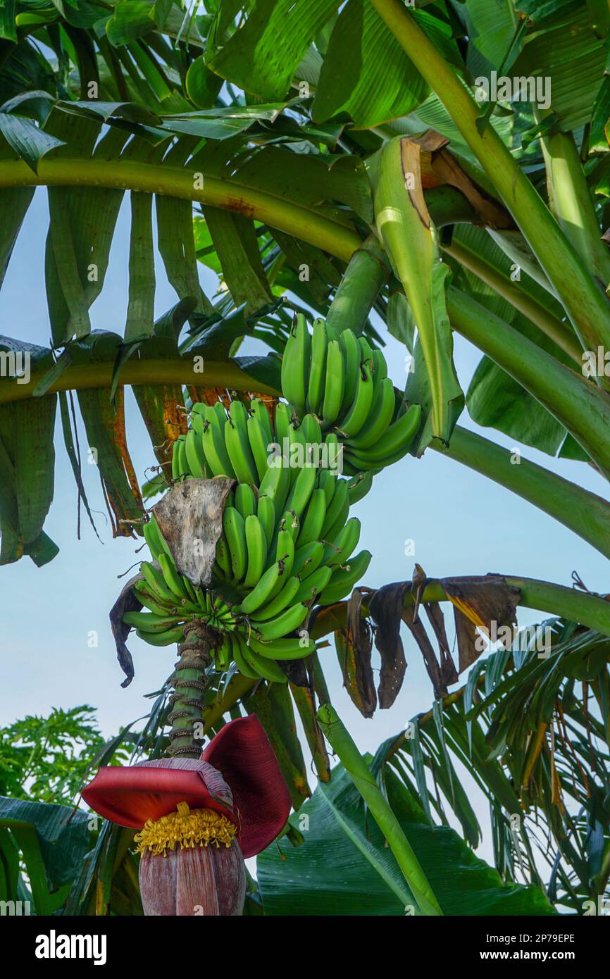 green unripe bananas and banana heart still hanging on the tree Stock Photo Alamy