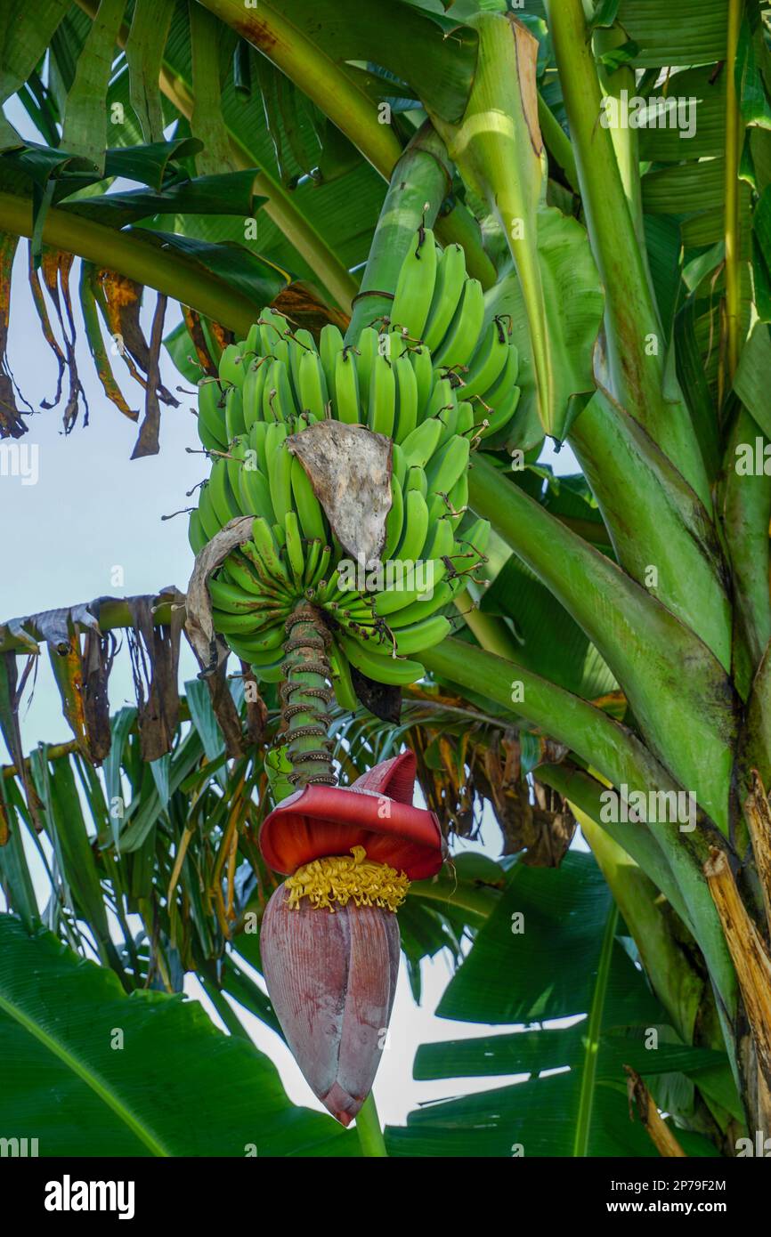 green unripe bananas and banana heart still hanging on the tree Stock Photo Alamy