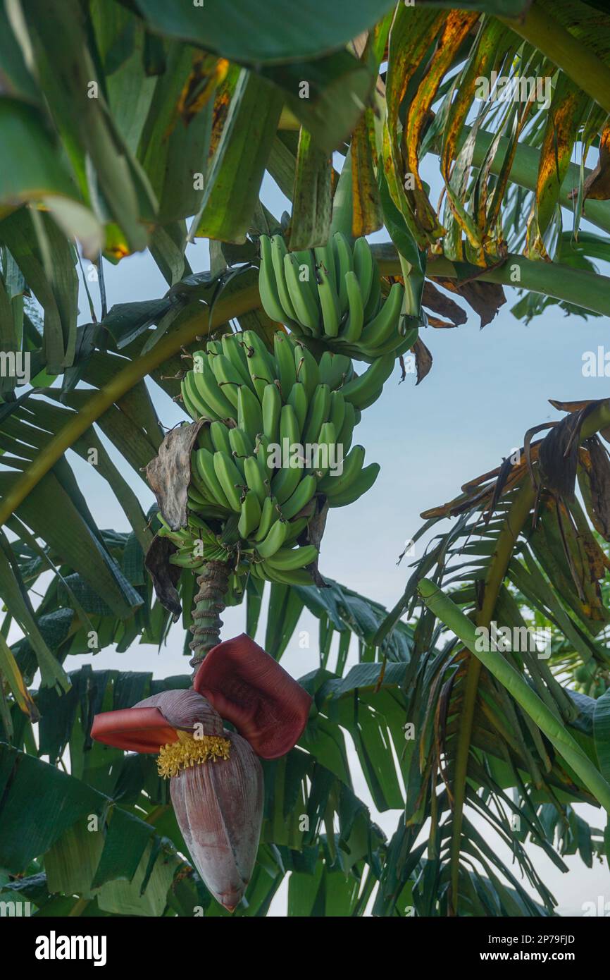 green unripe bananas and banana heart still hanging on the tree Stock Photo Alamy
