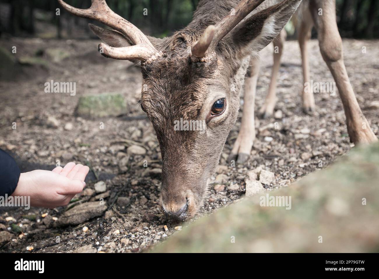 Close up of a young buck of common fallow deer being fed by hand. Stock Photo