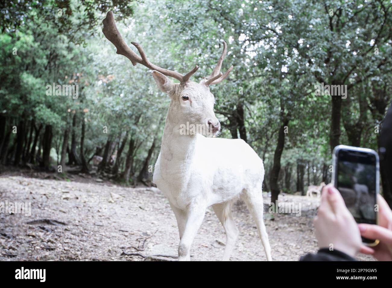 Portrait of a white buck of fallow deer being photographed from a mobile phone (only the hands are seen). Stock Photo
