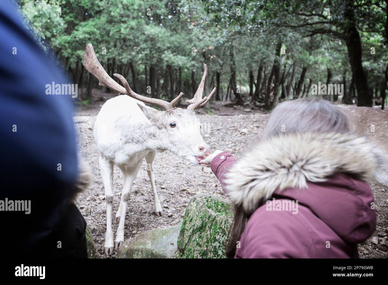 A woman feeds a semi-wild white colored buck of fallow deer from her hands. Stock Photo