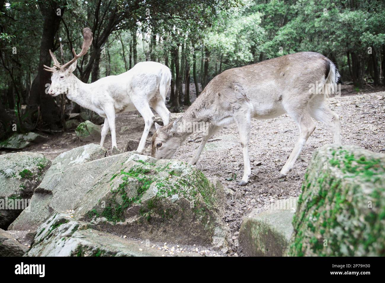 Scene of two fallow deer, a white buck and a light brown doe, seen from the side in a wood. Stock Photo