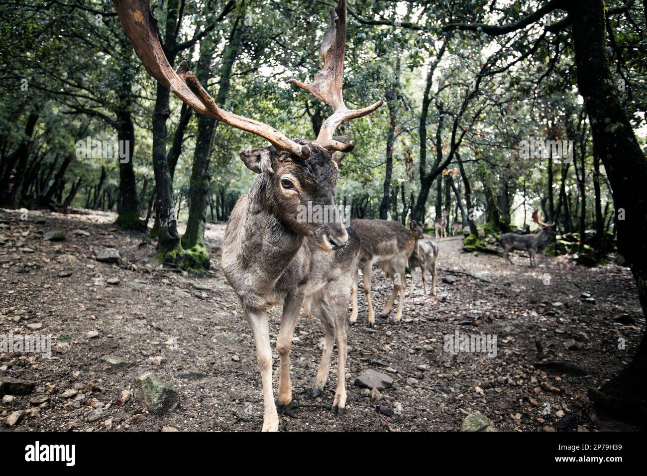 Portrait of a common fallow deer buck seen from the front with some other fallow deer in the background, in a wood. Stock Photo