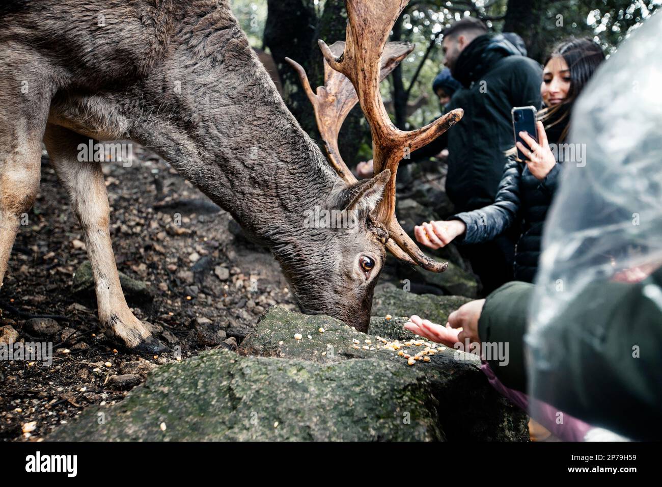 A girl feeds a semi-wild buck of fallow deer while taking its picture with her phone. Stock Photo