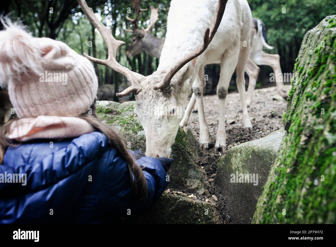A young girl feeds a semi-wild white colored buck of fallow deer from her hands. Stock Photo