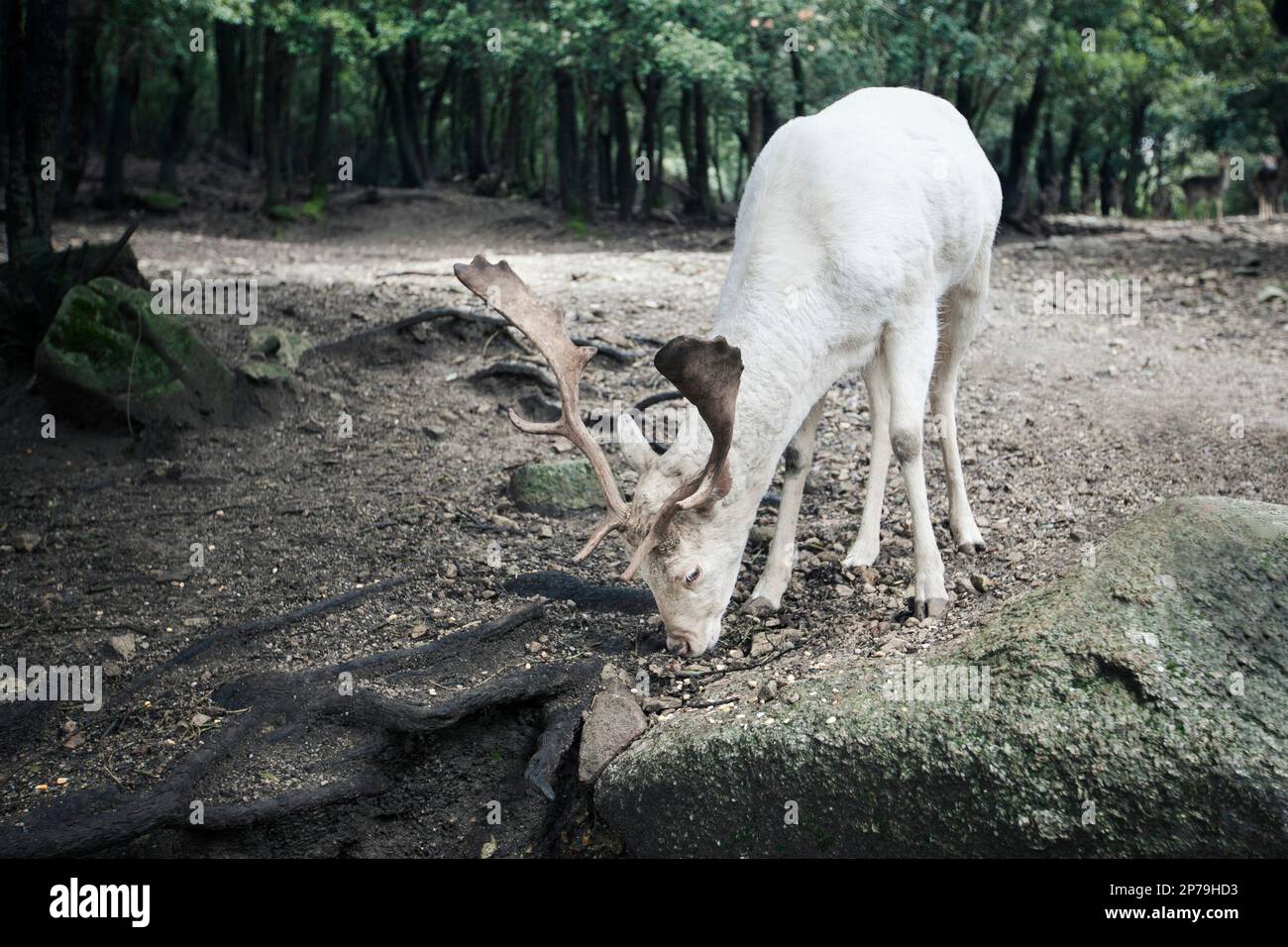A white (leucistic) colored buck of fallow deer. Stock Photo