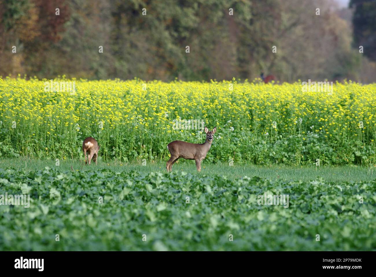 Landscape, Roe deer, Deer, Two, Mustard, Autumn, Germany, Two european