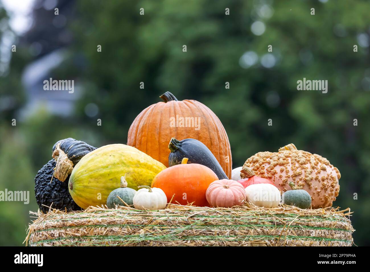 Pumpkin exhibition in the Bluehende Barock, diverse form and colour of the vegetable, Ludwigsburg, Baden-Wuerttemberg, Germany Stock Photo