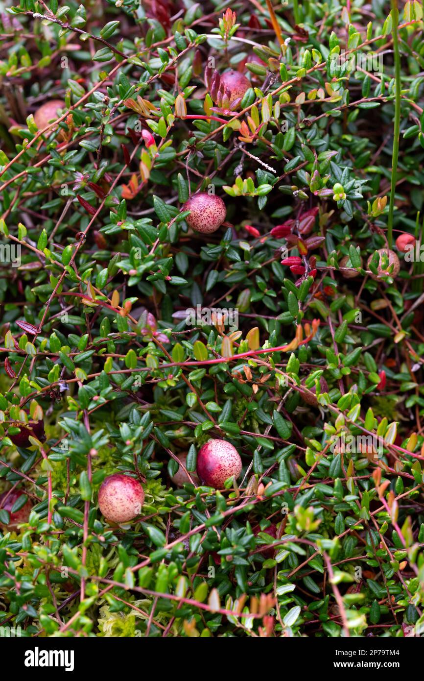 Small cranberry (Vaccinium oxycoccos), ripe berries on branch, Emsland, Lower Saxony, Germany Stock Photo